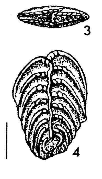 Image of Rugobolivinella bensoni (Hayward 1982)