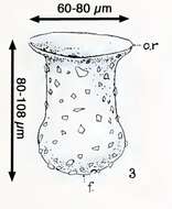 Image de Tintinnopsis dadayi