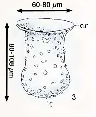 Image de Tintinnopsis dadayi