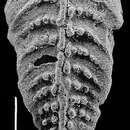 Plancia ëd Bolivinella collinsi Hayward 1990