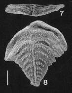 Image of Inflatobolivinella subrugosa (Butt 1966)