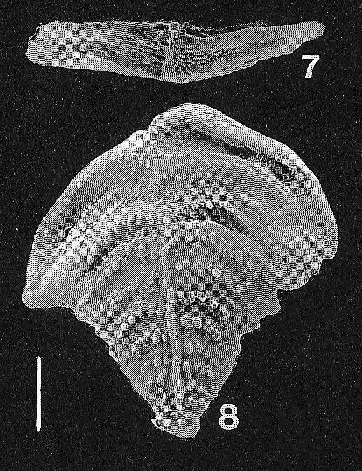 Image of Inflatobolivinella subrugosa (Butt 1966)
