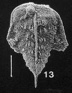 Image of Inflatobolivinella subrugosa subsp. eocenica Hayward 1990