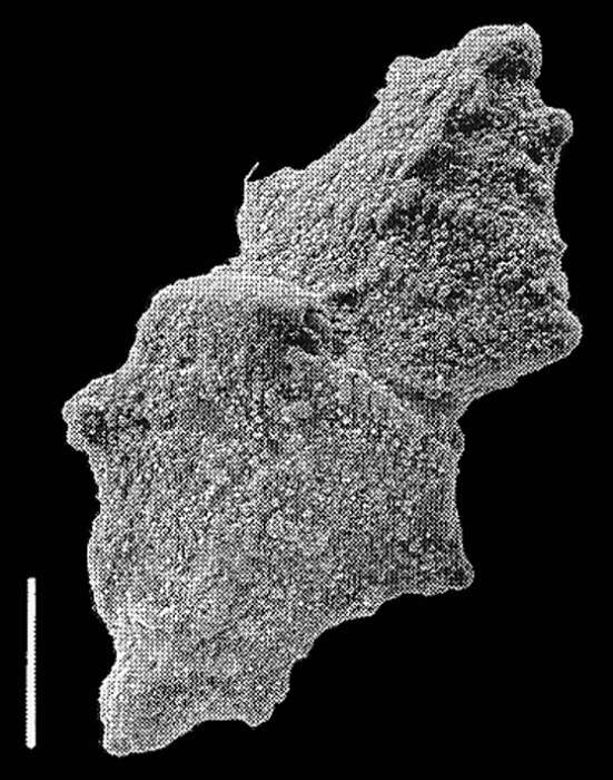 Image of Inflatobolivinella subrugosa subsp. zealandica Hayward 1990