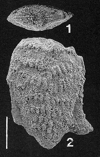 Image of Nodobolivinella glenysae Hayward 1990