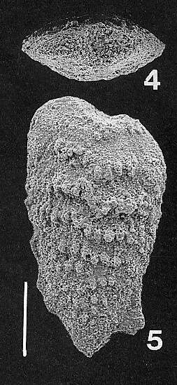 Image of Nodobolivinella glenysae Hayward 1990