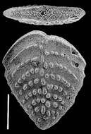 Image of Nodobolivinella nodosa Hayward 1990