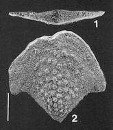 Image of Nodobolivinella palmerae Hayward 1990