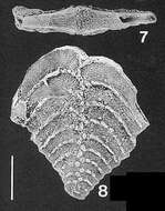 Image of Nodobolivinella subpectinata (Cushman 1929)