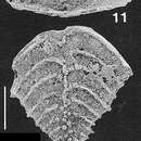 Nodobolivinella subpectinata (Cushman 1929)的圖片