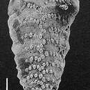 Nodobolivinella vicksburgensis (Howe 1930)的圖片