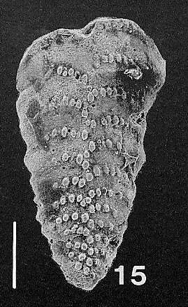 Image of Nodobolivinella vicksburgensis (Howe 1930)