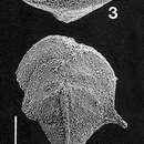 Image of Punctobolivinella gibsoni Hayward 1990