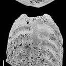 Plancia ëd Inflatobolivinella robusta Hayward 1990