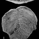 Image of Inflatobolivinella laevigata Hayward 1990