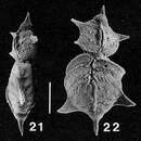 Punctobolivinella unca Hayward 1990 resmi