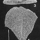 Image of Quasibolivinella bermudezi Hayward 1990