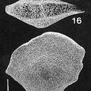 Quasibolivinella taylori Quilty 1981的圖片