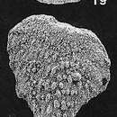 Plancia ëd Bolivinella cubensis Cushman & Bermúdez 1937