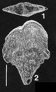 Image of Rhombobolivinella droogeri Hayward 1990