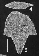 Image of Rhombobolivinella droogeri Hayward 1990