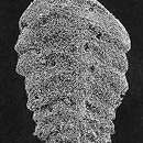 Rhombobolivinella romboidalis (Krasheninnikov & Kozhevnikova 1961)的圖片