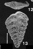 Image of Rhombobolivinella sztrakosi subsp. italia Hayward 1990