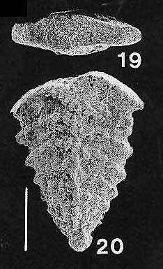Image of Rhombobolivinella sztrakosi Hayward 1990