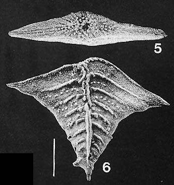 Plancia ëd Rugobolivinella Hayward 1990