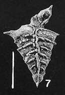 Image of Rugobolivinella Hayward 1990