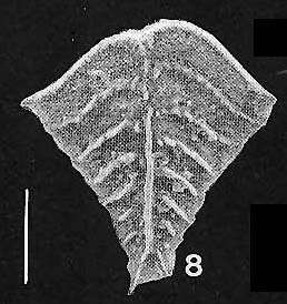 Image of Rugobolivinella Hayward 1990