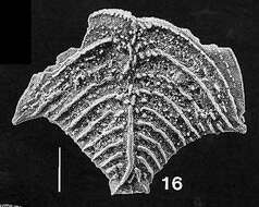 Plancia ëd Rugobolivinella Hayward 1990