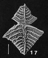 Image of Rugobolivinella Hayward 1990