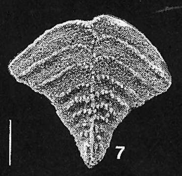 Image of Rugobolivinella flabelliforme Hayward 1990