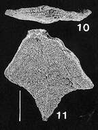 Image of Rugobolivinella flabelliforme Hayward 1990