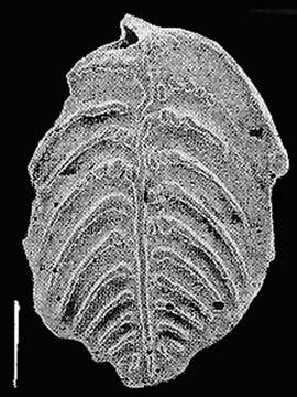 Image of Rugobolivinella pendens (Collins 1974)