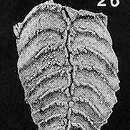 Imagem de Rugobolivinella spinosa (Hayward ex Hayward & Brazier 1980)