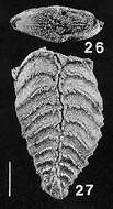 Image of Rugobolivinella spinosa (Hayward ex Hayward & Brazier 1980)