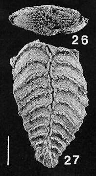 Plancia ëd Rugobolivinella spinosa (Hayward ex Hayward & Brazier 1980)