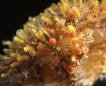 Image of Hydractinia aculeata (Wagner 1833)