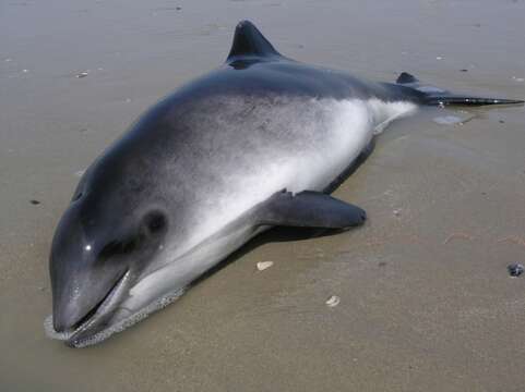 Image of Common porpoises