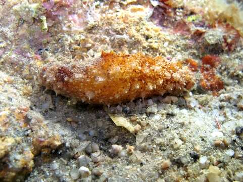 Image of Bottleneck Sea Cucumber