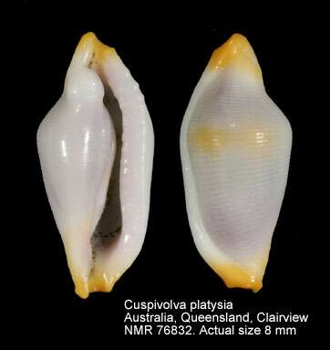 Image of Cuspivolva platysia (C. N. Cate 1973)