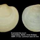 Sivun Euanodontia ovum (Reeve 1850) kuva