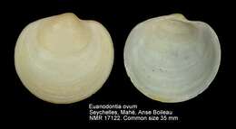 Image of Euanodontia ovum (Reeve 1850)