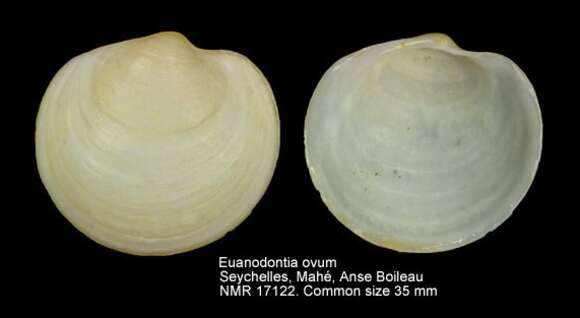 Sivun Euanodontia ovum (Reeve 1850) kuva