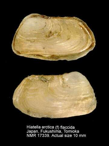 Image de Hiatella arctica (Linnaeus 1767)