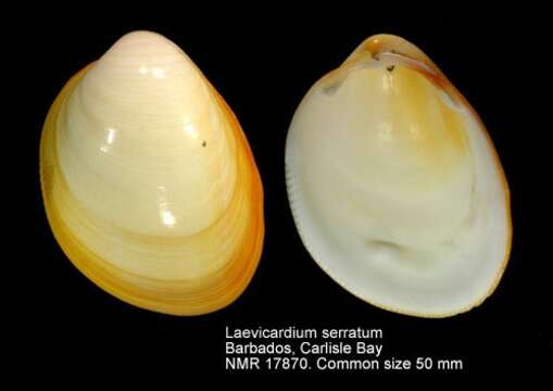 Image of Laevicardium serratum (Linnaeus 1758)