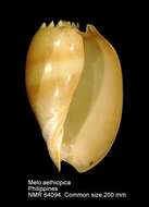 Sivun Melo aethiopicus (Linnaeus 1758) kuva
