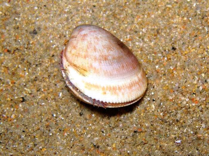 Image of Norway cockle